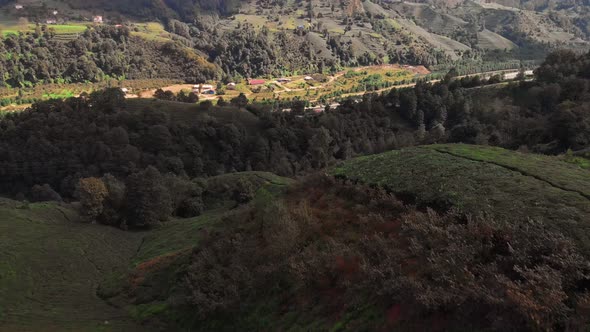 Tea Plantations in Rize Turkey