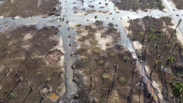 Aerial view water swamp in dry oil palm