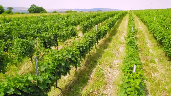 Drone view over large wine farm in Georgia