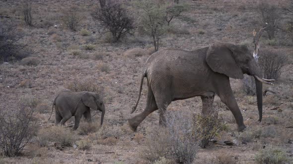 Herd of elephants in a natural park in Kenya