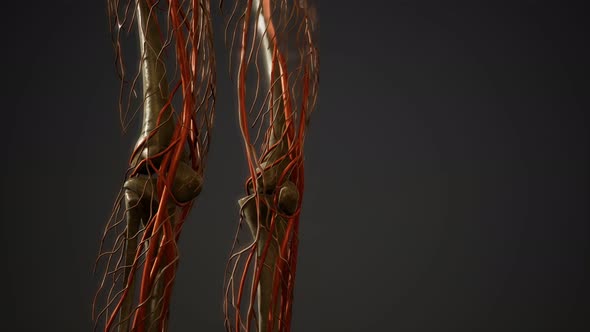 Human Body Blood Vessel Anatomy alt