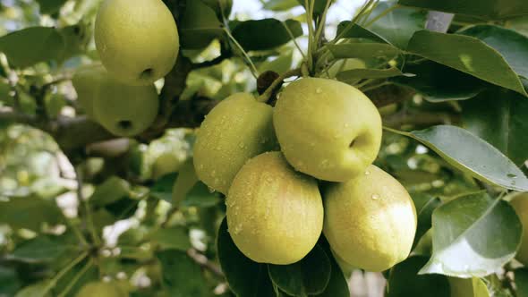 Xinjiang Fragrant pear 4k 120p