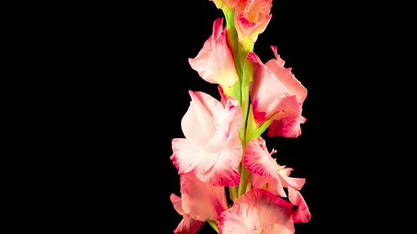 Time lapse of Opening Pink Gladiolus Flower