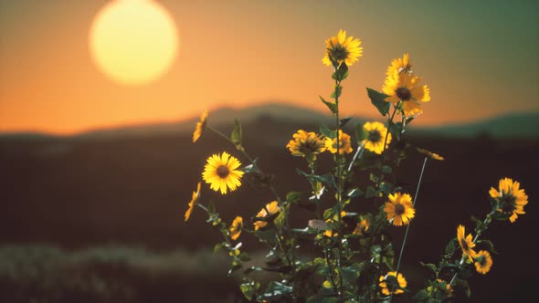 Wild Flowers on Hills at Sunset