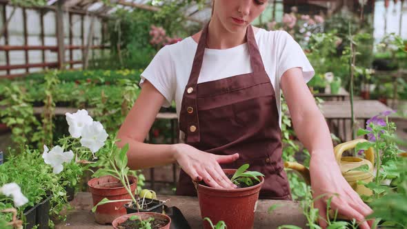 A Young Girl in an Apron Works in a Greenhouse and Transplants Annual Plants and Flowers