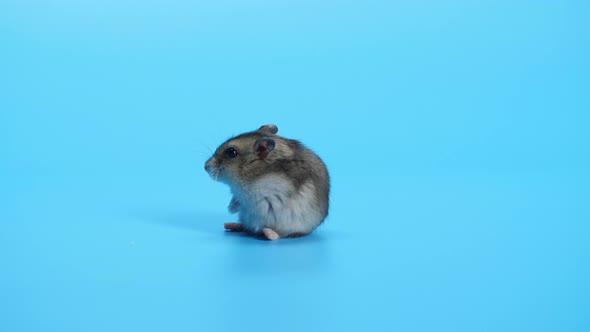 Mouse, Mice On Blue Background