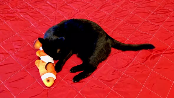 Cat Playing with Teddy Fish