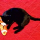 Cat Playing with Teddy Fish - VideoHive Item for Sale