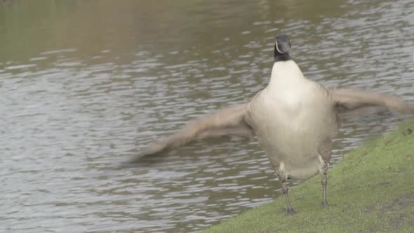Canadian goose by waterside flaps wings