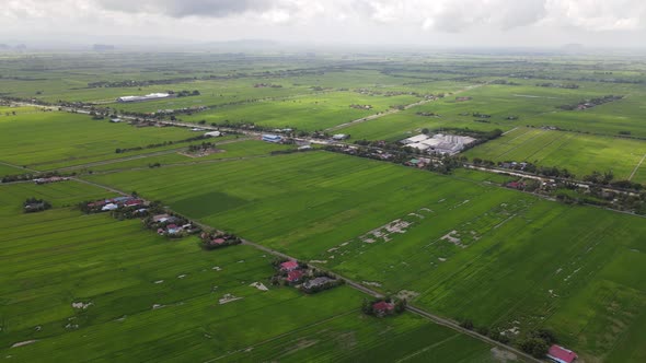 The Paddy Rice Fields of Kedah and Perlis, Malaysia