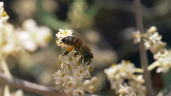 Bee Flower Dof Slow Motion