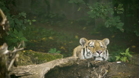 HD - Tiger resting