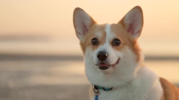 One Corgi Dog Sitting on Background of Beautiful Seascape on Autumn Evening Outside Spbi