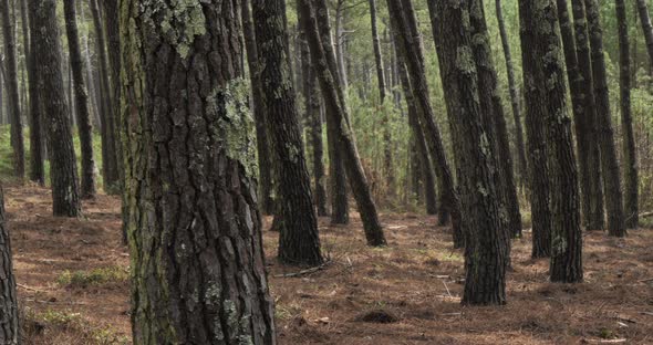 The Landes forest, Nouvelle Aquitaine, France. The Landes forest  is the largest man-made woodland i