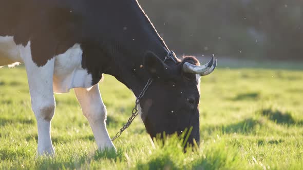 Milk Cow Grazing on Green Farm Pasture on Summer Day