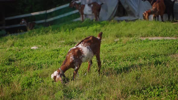 Little Boer Goat is Grazing on Lawn in Organic Farm Breed for Meat Production