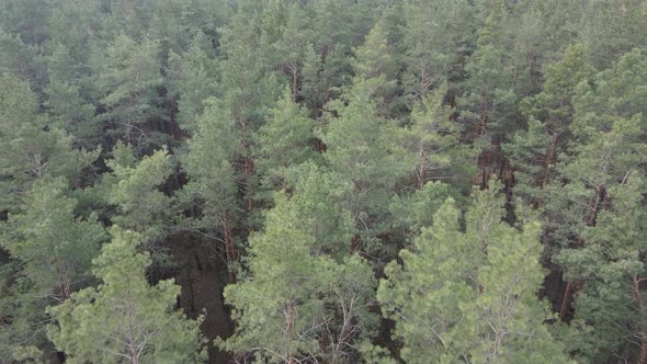 Forest Landscape Aerial View Slow Motion