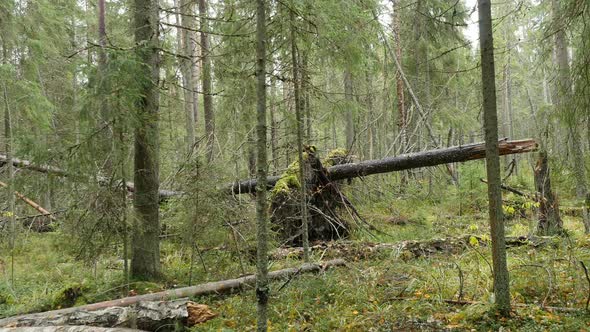 Camera Moving Forward Through the Autumn Forest