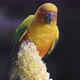 sun conure parrot bird - VideoHive Item for Sale