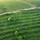 Aerial View of a Growing Vine Terrace on the Hill - VideoHive Item for Sale