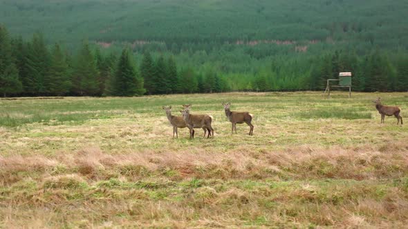 Red Deer Hinds in Scotland