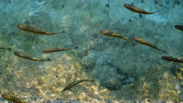 Fishes under water as a background. Turquoise water with school of fish. Sea animals.