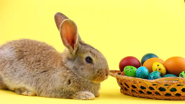 a Small Fluffy Brown Easter Bunny Lies Near a Wooden Wicker Basket with a Variety of Colorful Eggs