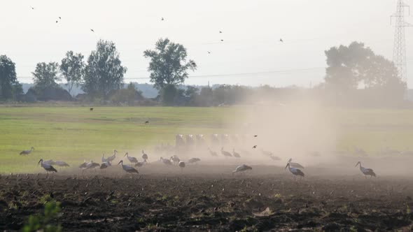 Wild Birds Search for Food on the Background of a Tractor with Massive Ploughshares Processing Dusty