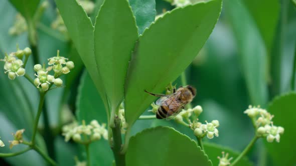 Wild Honey Bee on Euonymus japonicus blooming bud - slow motion
