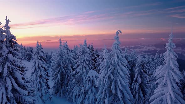 Frozen Forest