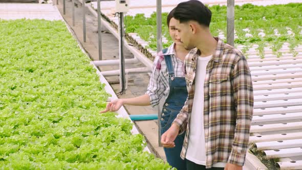 handheld asian couple farmer takecare and harvest green fresh plant in hydroponics farm