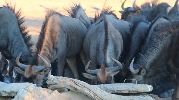 Members of a Wildebeest confusion compete to drink at watering hole