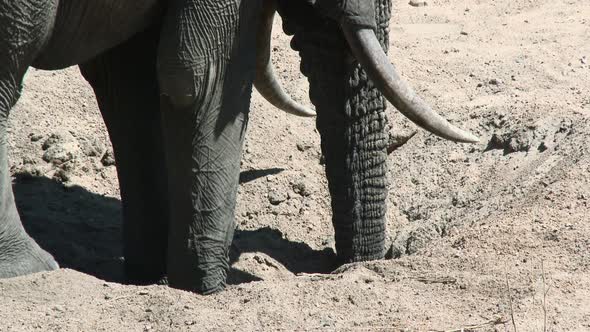 African Elephant (Loxodonta africana) drinking water out of a hole in a dry riverbed, Kruger N.P. So