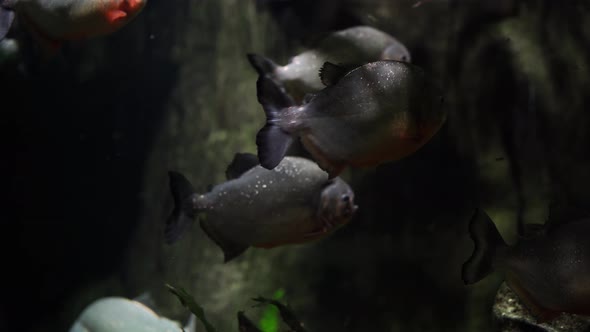 Close Up of Piranha Swim in River