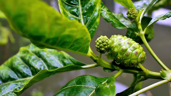 Noni Fruit Plantation in Souh East Asia