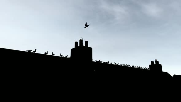 Silhouette of Birds on the Roof
