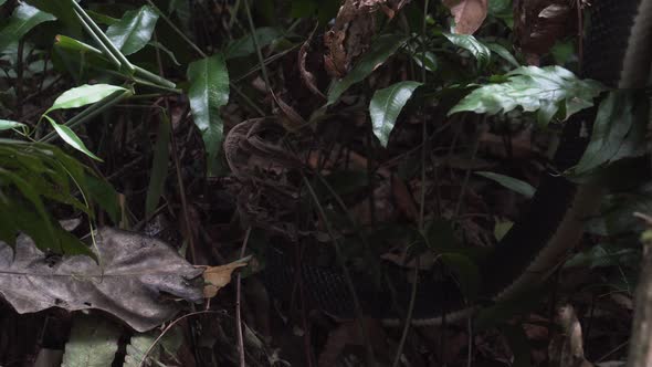 Snake hiding in leafs in rainforest. Guatemala. Tracking shot