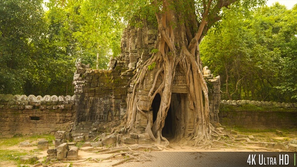 4K Overgrown Tree at Ta Som Temple, Angkor, Siem Reap, Cambodia