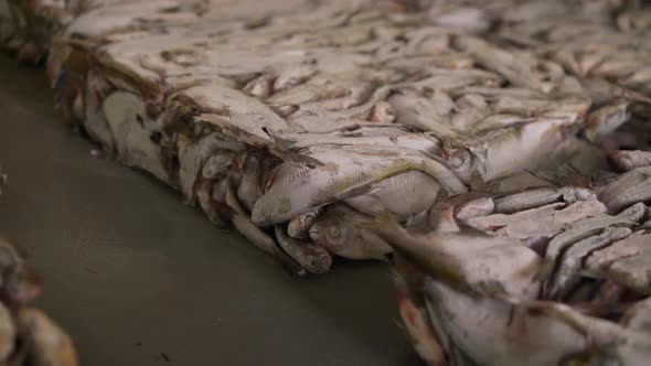 Frozen Saba Fish on Ice in Supermarket