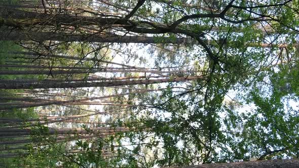 Vertical Video of a Beautiful Green Pine Forest on a Summer Day Slow Motion