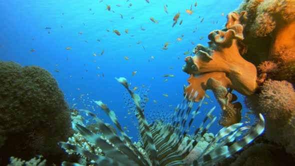 Sea Water Coral Garden