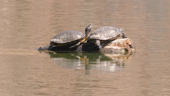 Two Pond Slider Turtles on a Log in a Lake in Arizona