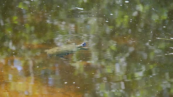 River Turtle Swims on the Water Surface in the Wild Nature