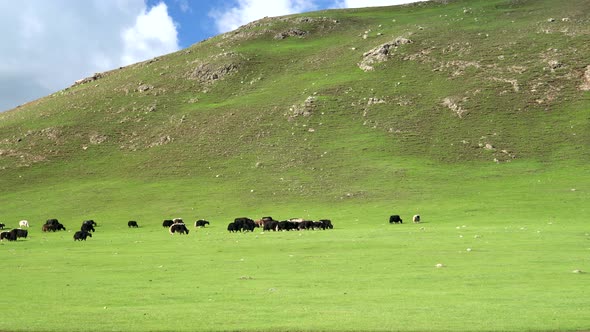 Free Tibetan Cattle in Their Natural Environment