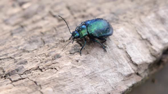 Close up of a green and blue shiny beetle walking over a wooden underground in slow motion.