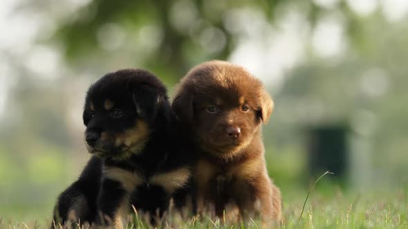 slow motion of cute puppy playing in the park