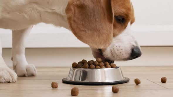 Dog Beagle Eating Granule From Metal Bowl at Home