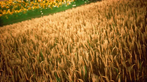 Golden Wheat Field and Sunny Day