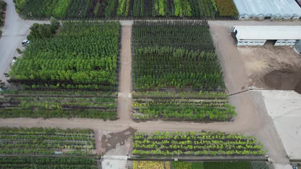 Aerial Tree Saplings