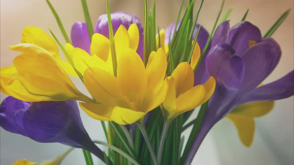 Beautiful Bouquet of Yellow and Lilac Crocuses Blooming Oneway in the Rays of the Sun on a Net